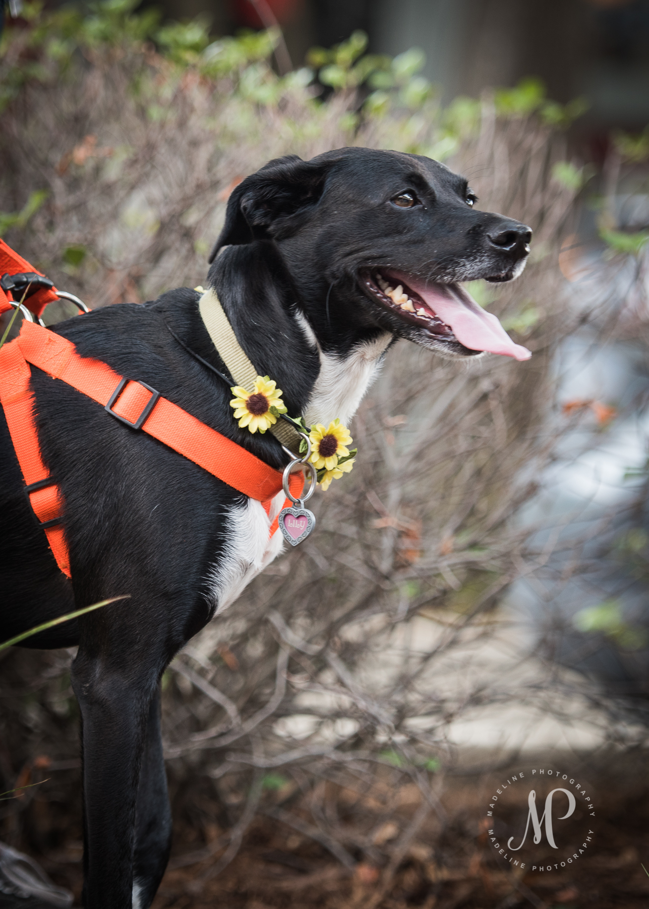 Lucky Pup Rescue in SC - Lori Madeline Photography